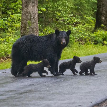 فيلا Bear End سيفيرفيل المظهر الخارجي الصورة